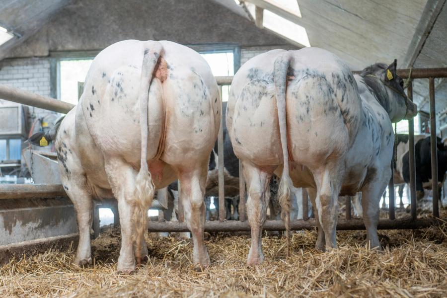Delhphine en Dauphine, de volle zussen van BBG-Stier Dolphin van de Grote Voort