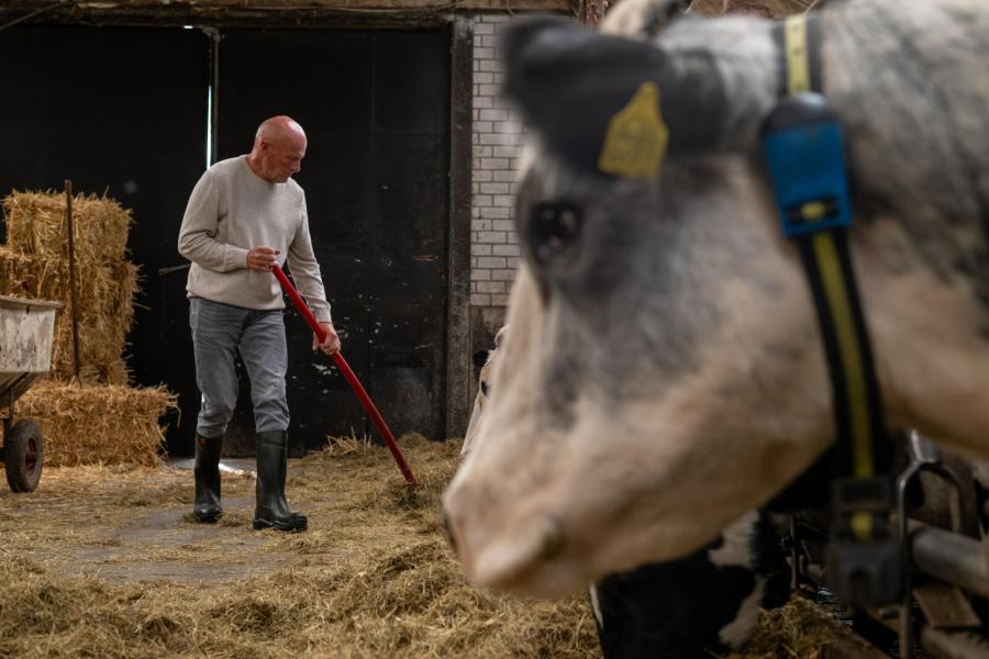 Activiteitsensoren van Sensehub helpen bij het opsporen van tochtige dieren. Het helpt om vaarzen tijdig te insemineren zodat ze afkalven op twee jarige leeftijd