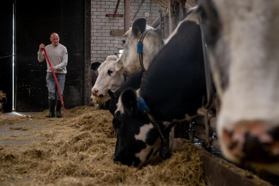 De koeien lopen buiten, maar krijgen eerste kwaliteit kuilvoer uit balen op stal bijgevoerd.