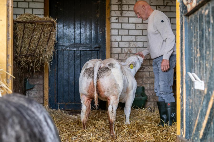 Ook dit jaar hoopt Strijbos weer deel te nemen aan de nationale keuring. Hij toont een potentiele kandidaat: een luxe Herakliondochter.