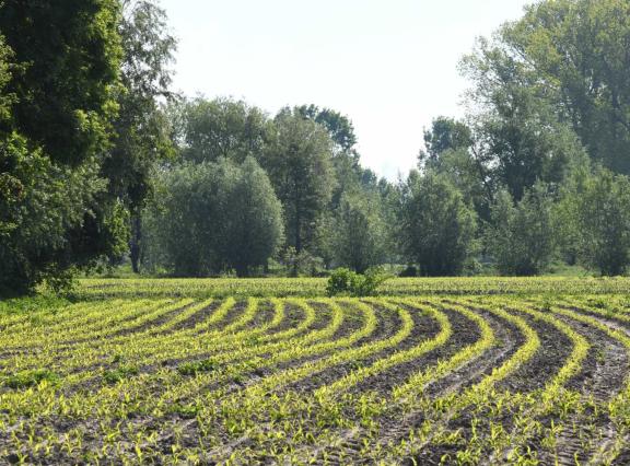 Veehouders kunnen kiezen uit vier nieuwe snijmaisrassen