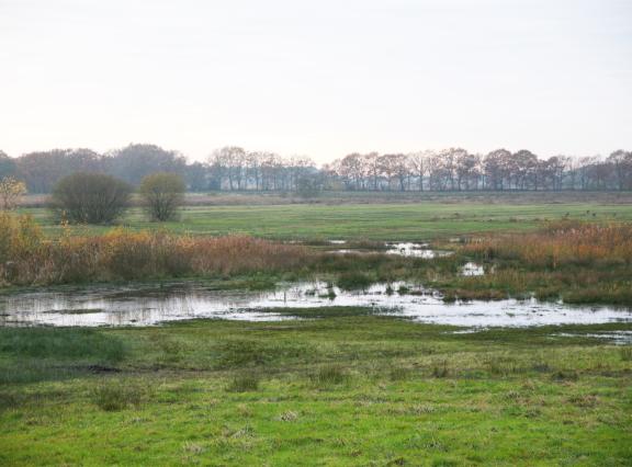 Een daling van de uitstoot in Nederland helpt ook de natuur in Vlaanderen – en andersom