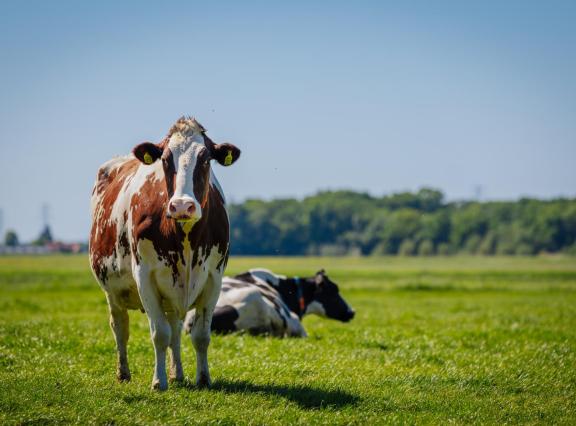 Het kabinet voert een grondgebondenheidsnorm in van 2,6 gve per hectare als eindnorm in 2035
