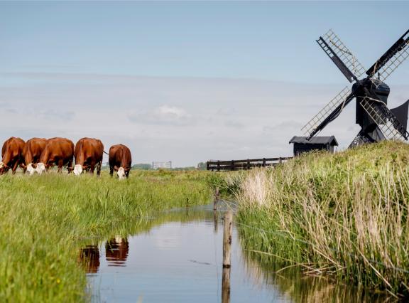 De regio Westelijk Holland krijgt te maken met de grootste relatieve stijging: een plus van 23 procent naar 940 euro per hectare