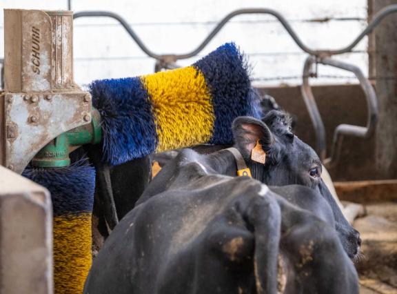 De meeste besmette dieren herstellen binnen ongeveer een week