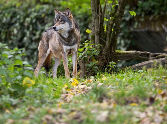 Schapen werden het vaakst slachtoffer, gevolgd door gehouden herten en runderen