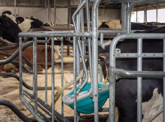 Urine wordt in een Cowtoilet opgevangen door de koe te stimuleren om te gaan plassen