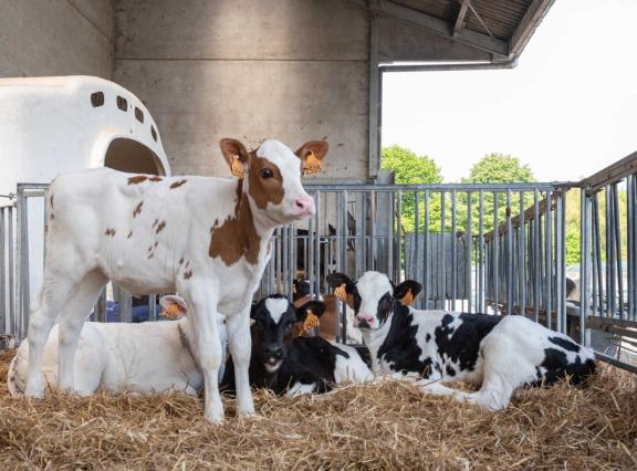 Per 2030 mogen veehouders kalveren vanaf veertien dagen niet meer individueel huisvesten