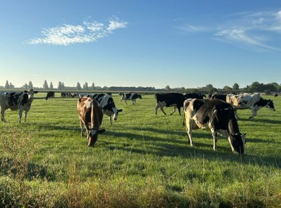 Voldoende opname van het herfstgras via weidegang is een uitdaging
