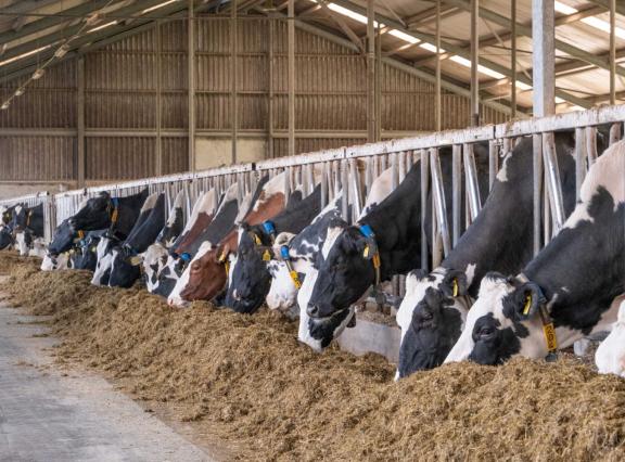 In totaal heeft DGZ op zestien Vlaamse bedrijven besmettingen met het shamonda-like-virus vastgesteld