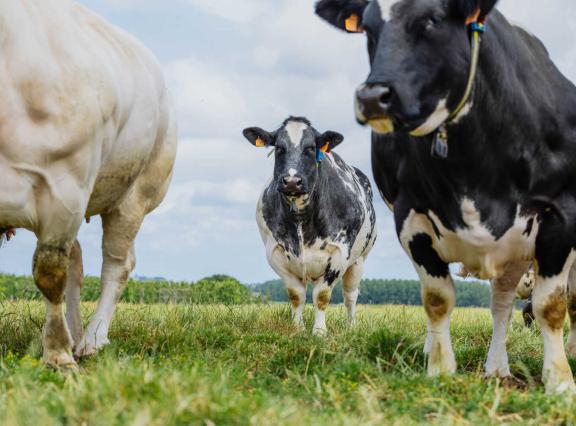 Voor het pachten van een hectare grasland waren Vlaamse landbouwers afgelopen jaar 22 procent meer kwijt dan tien jaar geleden