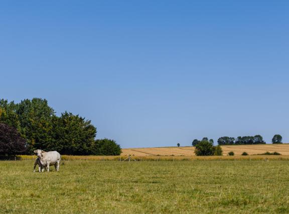 Een patiënt uit het Franse Lyon is begin oktober overleden aan het Shamonda-virus