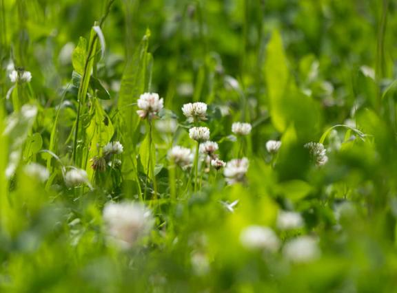 Het areaal tijdelijke weiden, waar ook gras met grasklaver onder valt, groeide in Vlaanderen met 11,6 procent
