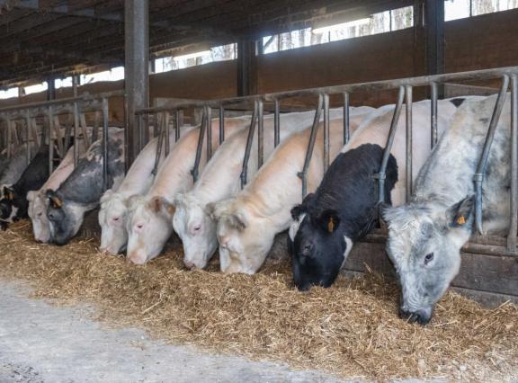 De rund- en kalfsvleessector is een van de weinige landbouwsectoren met omzetgroei