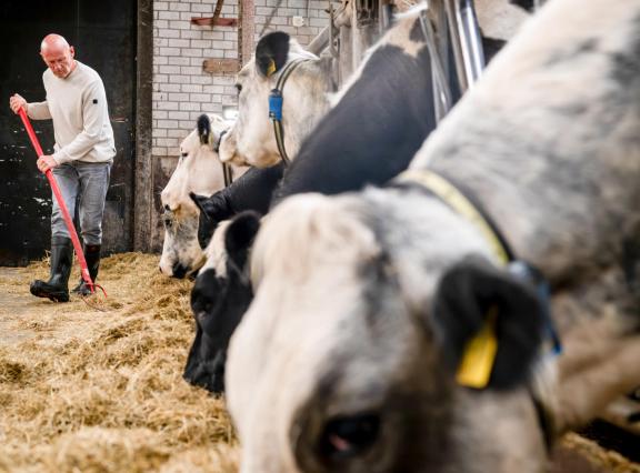 Henk Strijbos voert zijn koeien op wat kuilvoer op stal
