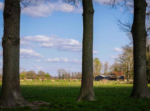 De extensiveringsregelingen zijn opgezet voor samenwerkingsverbanden tussen melkveehouders waarvan minimaal de helft van het bedrijfsareaal binnen 2,5 km van een stikstofgevoelig Natura 2000-overgangsgebied liggen