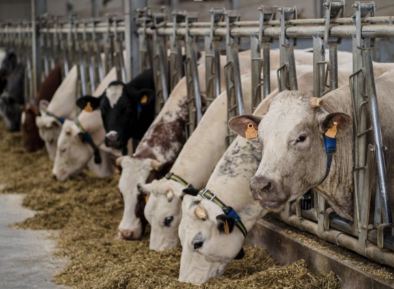 België heeft afgelopen jaar meer runderen geïmporteerd