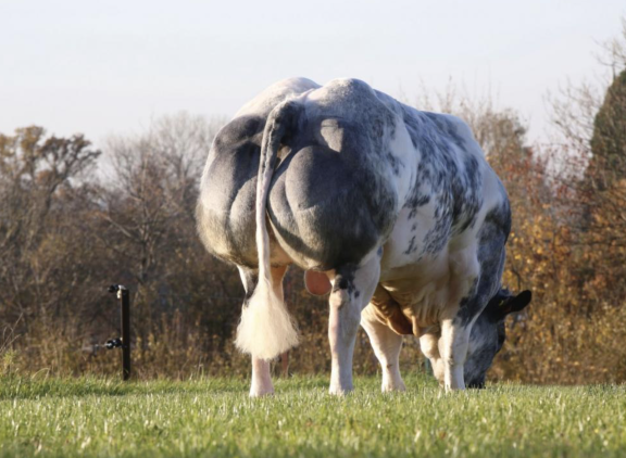 Nieuwkomer en Futézoon Cachemire is meteen de derde populairste stier in Wallonië
