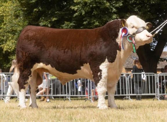 Spartan 1 Typhoon (foto Hereford Cattle Society)