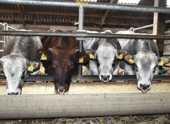 Verschillende rassen hebben stieren in het aanbod tijdens de najaarsveiling van het COT