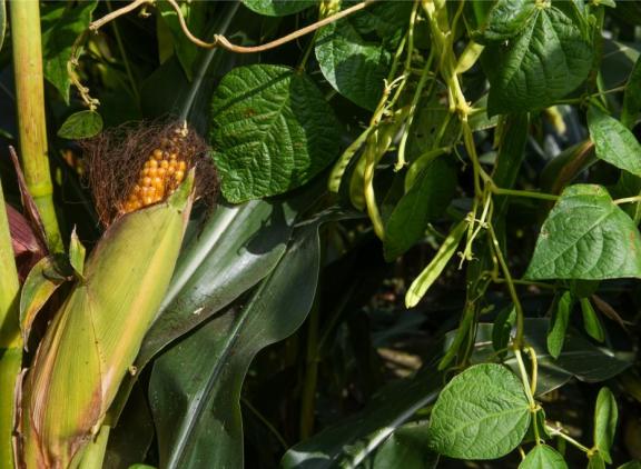 De mengteelt van mais en stokbonen leidt niet op alle vlakken tot een betere voederwaarde
