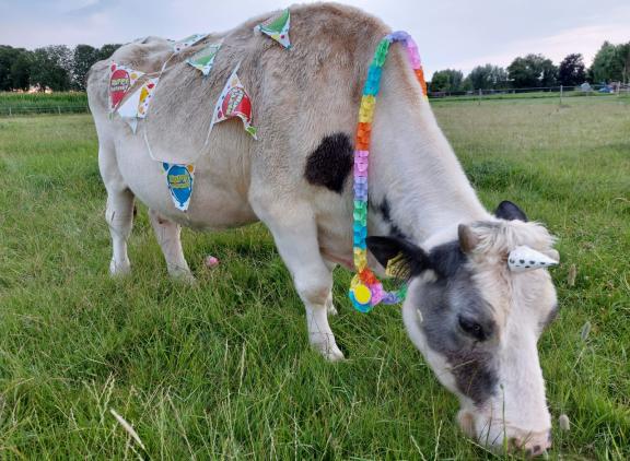 Mevrouw Koek werd geboren op 22 juli 1997 en is daarmee, voor zover bekend, de oudste koe van Nederland