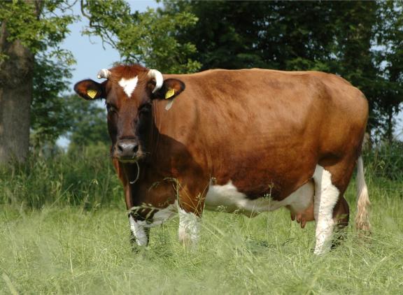 Het Brandrode rund is één van de runderrassen die in aanmerking komt voor een subsidie uit het Europese GLB.