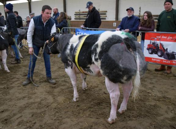 Britney van het Kruisborre