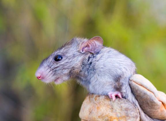 Een geschikte rat kan na intensieve training met een nauwkeurigheid van 92 procent de paratuberculosebacterie identificeren