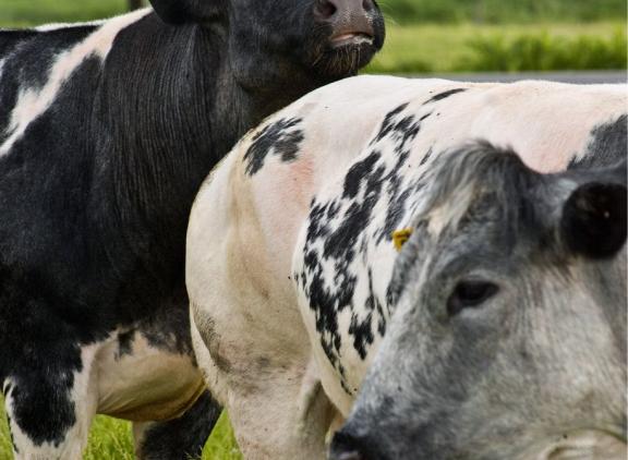 De aanpassingen in de fokwaardenschatting hebben voor bwb enkel via de vruchtbaarheidsfokwaarden invloed