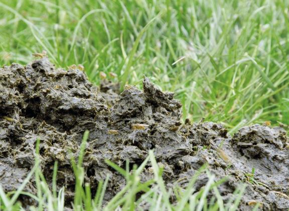 Ruim een derde van de broeikasgasemissies is afkomstig uit de melkveehouderijsector