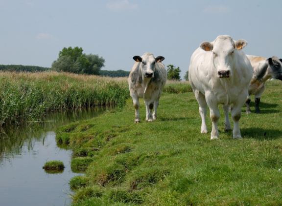De voedingswaarde van planten verandert door een stikstofoverschot. Dit heeft gevolgen voor dieren die deze planten eten