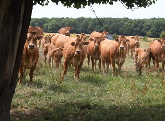 Volgens de Vakbond voor dieren hebben dieren recht op een veilige leef- en werkomgeving
