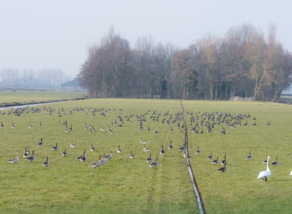 De vergoeding voor ganzenschade aan de eerste snede bedraagt 34 cent per kg droge stof
