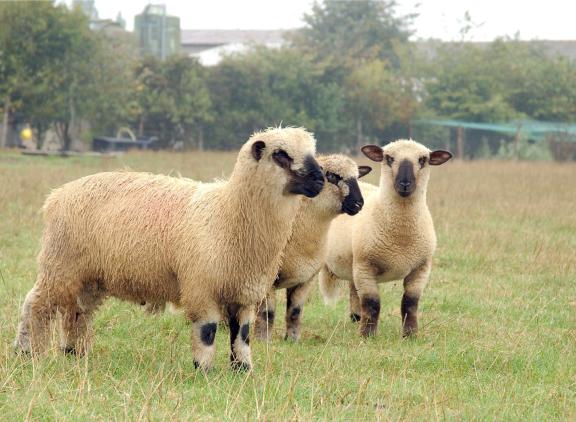 Op een schapenbedrijf in Kleve, over de grens bij Nijmegen, is de eerste Duitse blauwtongbesmetting geconstateerd