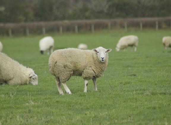 Onder de besmette bedrijven zijn het vooral de schapen die slachtoffer worden van het blauwtongvirus