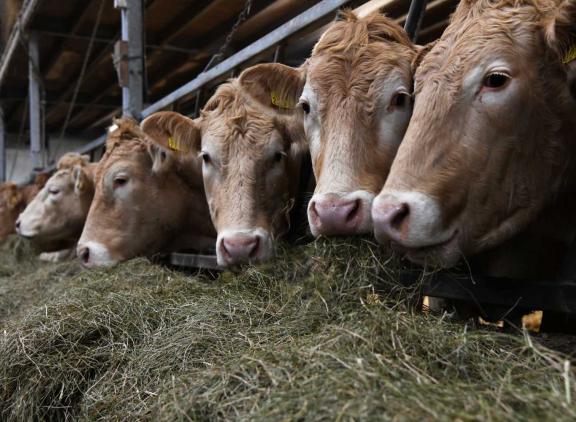 De omzet van de Vlaamse rundvleessector steeg voor het derde jaar op rij