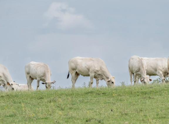 Onderzoekers van Wageningen UR vragen zich af in welke mate Nederland dieren nog wil inzetten voor de voedselvoorziening