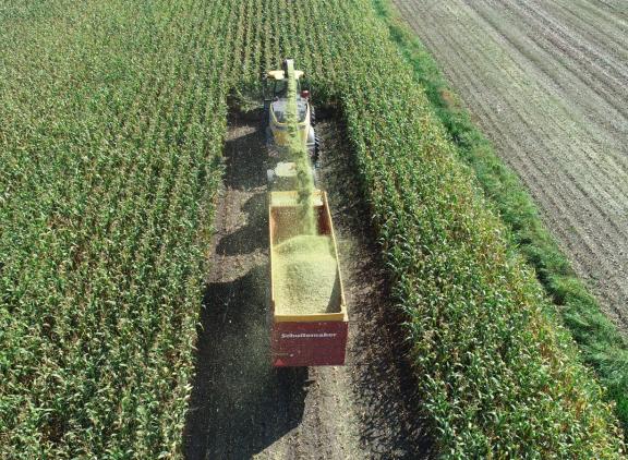 De oogst van de mais was in sommige regio's uitdagend vanwege de vele regenval