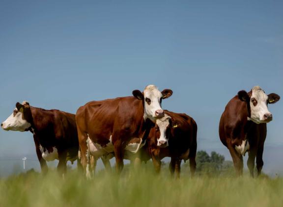Door de focus op natuurinclusieve landbouw zet Nederland de deur open voor een herintroductie van bepaalde ziekten
