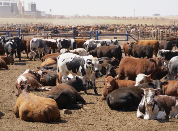De VS is inmiddels een netto-importeur van rundvlees
