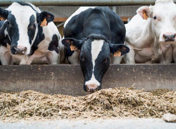 Volgens de FAO is het klimaat niet gebaat bij krimp van de veestapel in Nederland en Vlaanderen