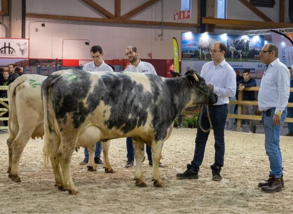 De jonge koe 1269 Ter Vaeren van Koen en Walter Vanacker was een van de nationale kampioenen van het Belgisch witblauw mixte ras.