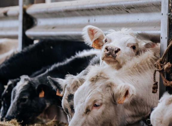 Koeien die kort na elkaar geboren zijn hebben meer contact met elkaar
