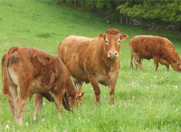 Het aantal biologische runderen in België daalde met 5000