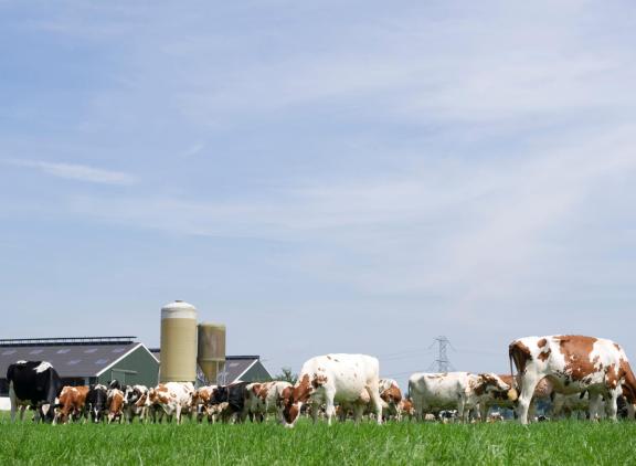 De daling komt voort uit het dalende aantal melk- en kalfkoeien en jongvee voor de melkveehouderij
