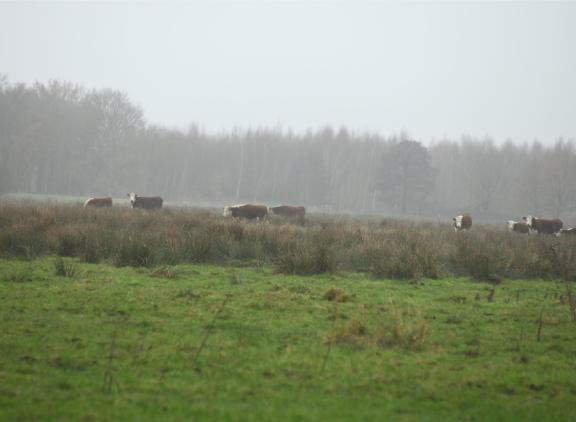 LTO vreest dat de Europese natuurherstelwet de agrarische sector in Nederland verder op slot zal zetten
