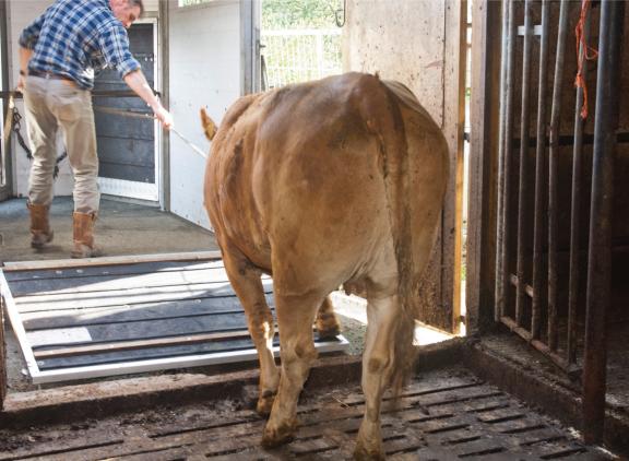 Aankoop van vee vormt een risico voor overbrengen van ibr