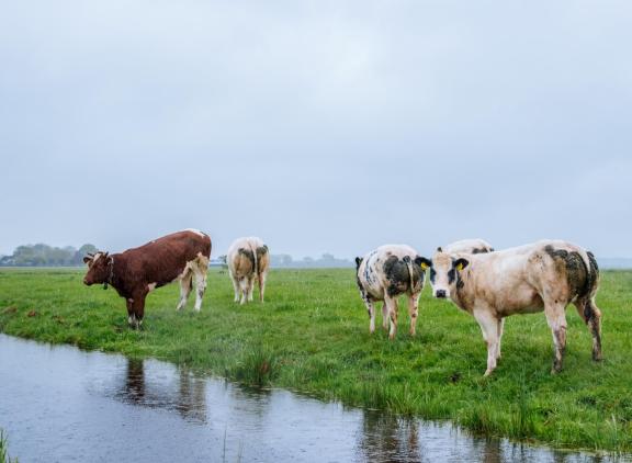 Worden de emissies uit veengronden en de import van soja niet meegerekend, dan liggen de emissies in Nederland 600 kiloton CO2-equivalent lager dan in het buitenland