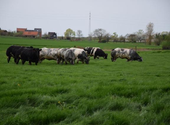 bwb sfeer weide